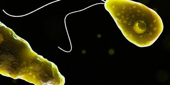 Найден способ борьбы с пожирающей мозг амебой