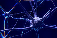 Инженеры-биологи собрали копию человеческого мозга