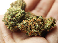 Марихуана снижает качество спермы, заявляют исследователи