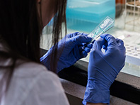 Уровень сахара и мужское бесплодие связаны, говорят медики