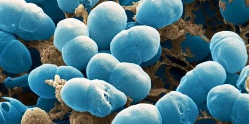 На коже каждого из нас живет смертельно опасная бактерия — МедНовости