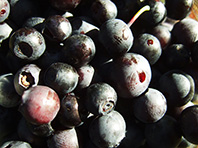 Кардиологи рассказали, какие продукты укрепят здоровье сердца и сосудов