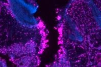 Открытие: ночью заживление ран происходит медленнее