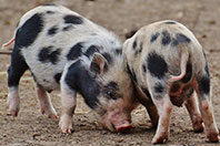 Российские инженеры представили систему, меняющую жизнь сердечников