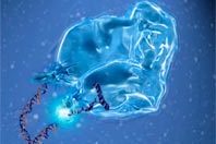 У ВИЧ и болезни Альцгеймера оказалось много общего