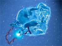 У ВИЧ и болезни Альцгеймера оказалось много общего