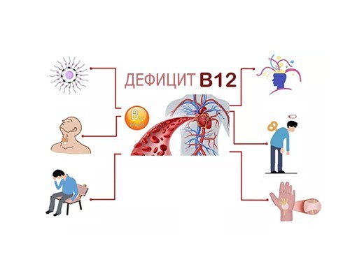 К чему приводит недостаток витамина В12 в организме? — МедНовости