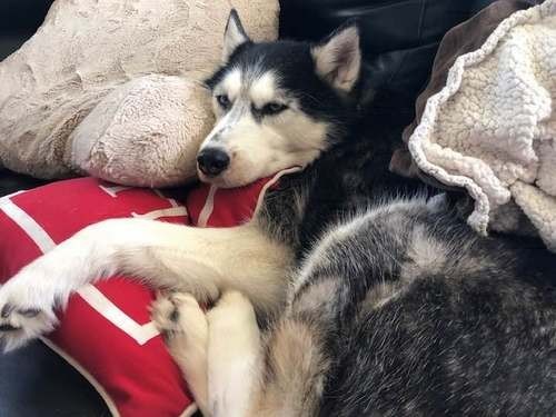 Могут ли собаки обнаруживать злокачественные опухоли у людей? — МедНовости