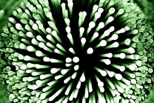 Четыре половые инфекции, о которых вы не знали — МедНовости