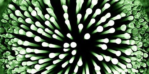 Четыре половые инфекции, о которых вы не знали — МедНовости