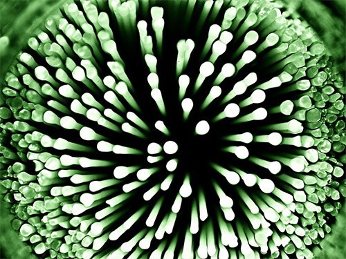 Четыре половые инфекции, о которых вы не знали — МедНовости