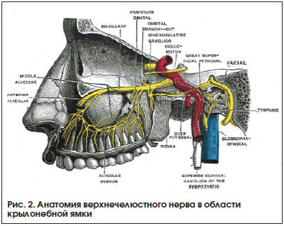 Рис. 2. Анатомия верхнечелюстного нерва в области крылонебной ямки