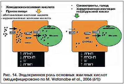 Рис. 14. Эндокринная роль основных желчных кислот (модифицировано по M. Watanabe et al., 2006 [61])