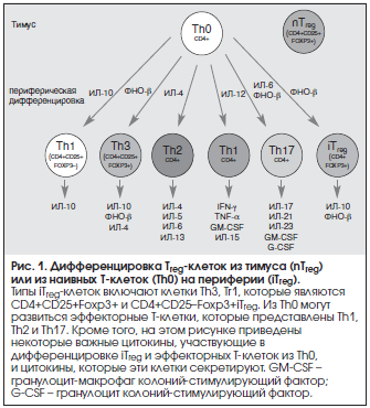 Рис. 1. Дифференцировка Treg-клеток из тимуса (nTreg) или из наивных Т-клеток (Th0) на периферии (iTreg).