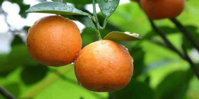 Медики рассказали, кому нельзя есть мандарины