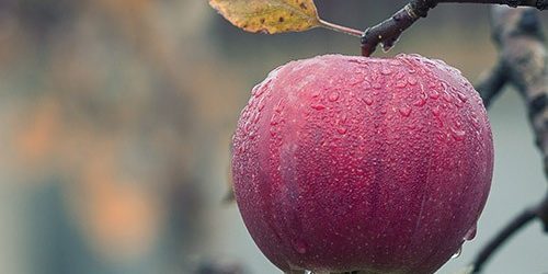 То как мы питаемся, действительно влияет на то, как мы мыслим — МедНовости