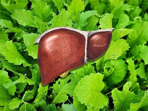 Зелень содержит вещества, защищающие здоровье печени — МедНовости