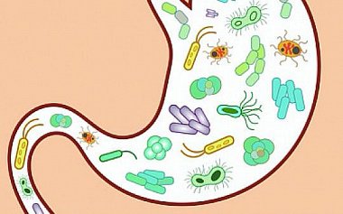 Кишечная микробиота: современные представления о видовом составе, функциях и методах исследования