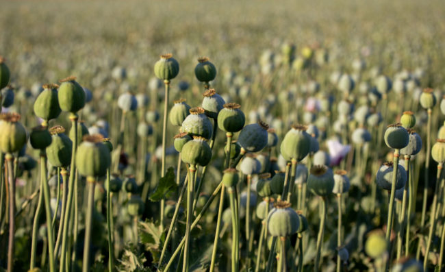 Правительство согласовало поправки, разрешающие выращивание наркосодержащих растений