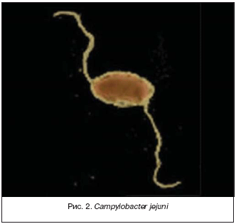 Рис. 2. Сampylobacter jejuni