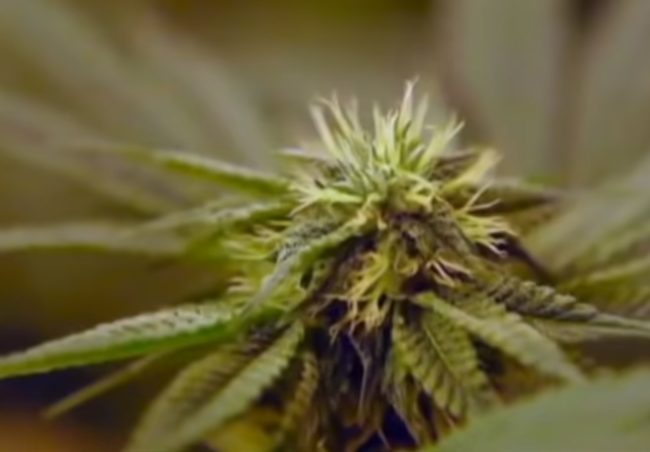 Израильские специалисты создали средство для борьбы с раком