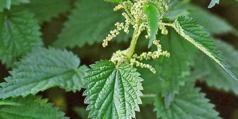 Целую кучу лекарств можно заменить обычной крапивой