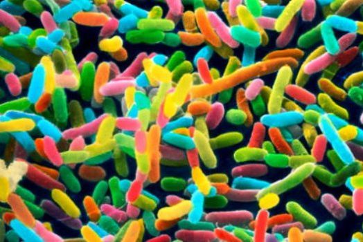 Кишечные бактерии способны указать на возраст человека