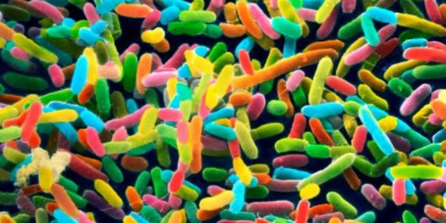 Кишечные бактерии способны указать на возраст человека