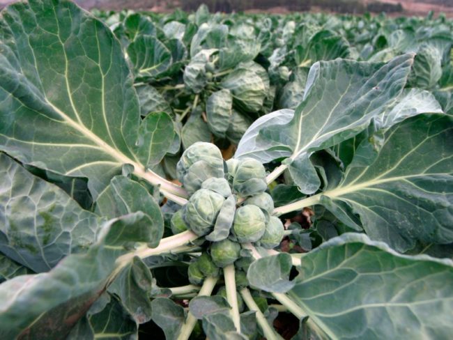 Черника и брюссельская капуста помогают в борьбе с онкологическим заболеванием