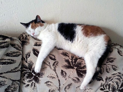 Каждая минута, проведенная вне дивана, продлевает жизнь — МедНовости