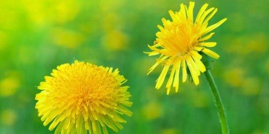 Ученые выявили неожиданное полезное свойство корня одуванчика