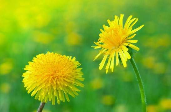 Ученые выявили неожиданное полезное свойство корня одуванчика