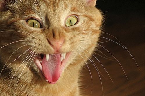 Паразит, которого мы получаем от кошек, может вызывать шизофрению и другие психические болезни — МедНовости