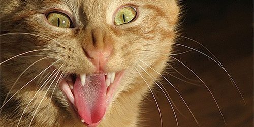 Паразит, которого мы получаем от кошек, может вызывать шизофрению и другие психические болезни — МедНовости