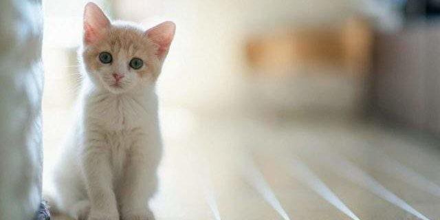 Паразиты домашних кошек могут вызывать шизофрению, — ученые