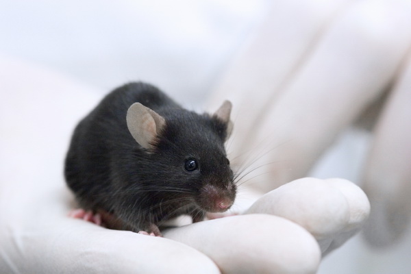 Точность 93%: Израильский стартап научил крыс выявлять рак легких по запаху мочи