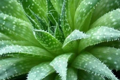 Это растение поможет отрегулировать уровень холестерина в крови