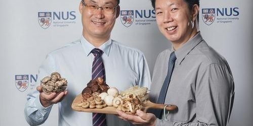 Грибы в диете помогают сохранить когнитивные функции в пожилом возрасте — МедНовости