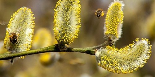 Изменение климата увеличило заболеваемость поллинозами — МедНовости