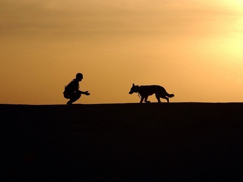 Собаки помогают людям достаточно двигаться — МедНовости