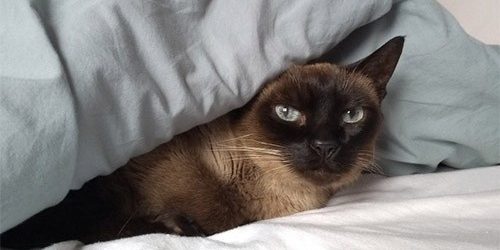 Одеяла и сон с родителями ведут к риску случайного удушения маленьких детей во сне — МедНовости