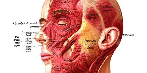 Пластический хирург: как понять, что перед тобой профессионал — МедНовости