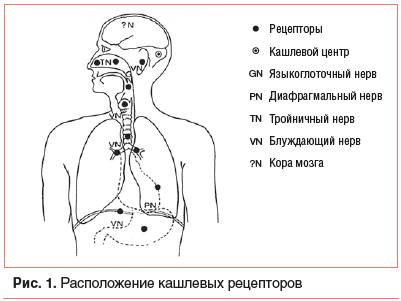 Рис. 1. Расположение кашлевых рецепторов