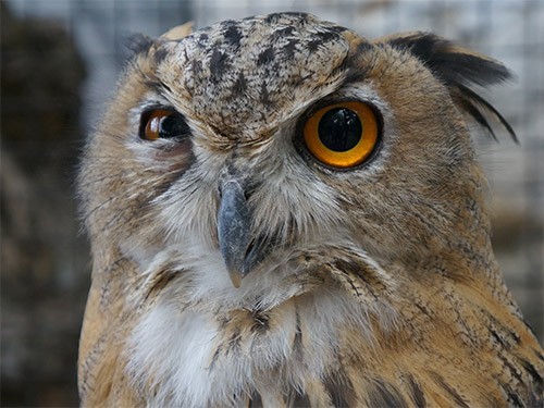 Люди могут «плохо себя вести», когда работа регулярно не дает им выспаться — МедНовости