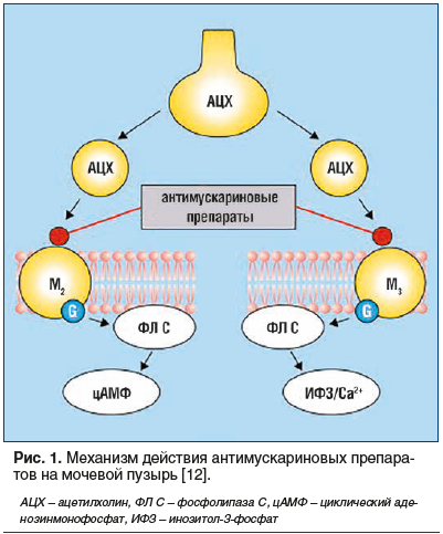 Рис. 1. Механизм действия антимускариновых препаратов на мочевой пузырь [12].