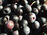 Черника признана одним из самых полезных продуктов в мире