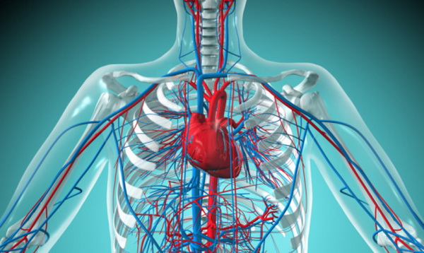 Эксперты исследовали влияние структурных особенностей фиброза на работу сердца