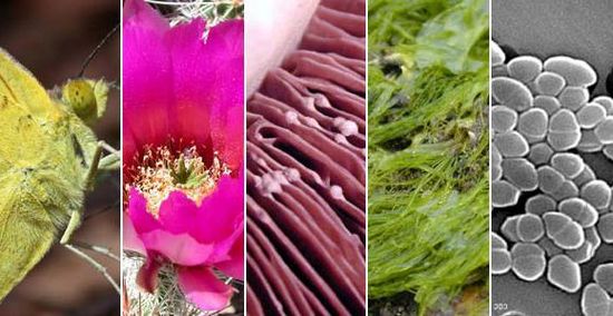 Врачи нашли в хлебе опасное вещество