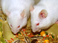 Жиры из продуктов питания стоят за развитием депрессии, доказали неврологи