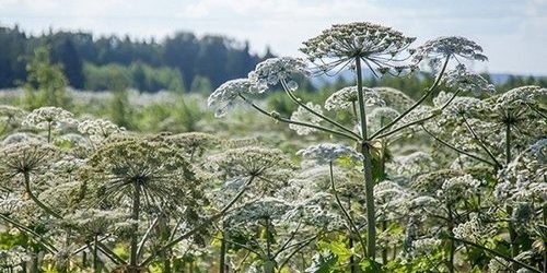 Борщевик. Что нужно знать об этом опасном растении и фотохимическом дерматите — МедНовости